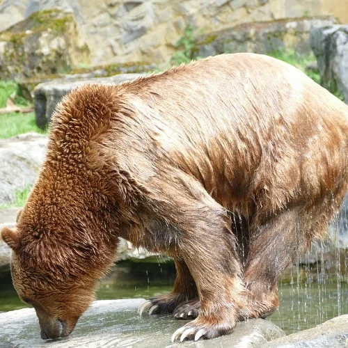 Le clan de l’ours des cavernes, de Jean M. Auel