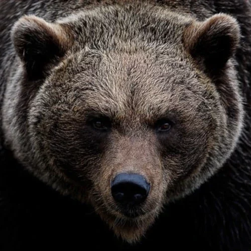 La caverne de l’ours sacré, d’Anne-Marie Desplat-Duc